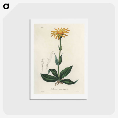 1-32_Medical-Botany_hagaki