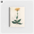 アートメモ帳-Arnica Montana
 - 薬用植物学 Memo.