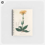 アートメモ帳-Arnica Montana
 - 薬用植物学 Memo.