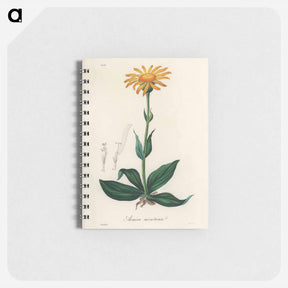 アートメモ帳-Arnica Montana
 - 薬用植物学 Memo.