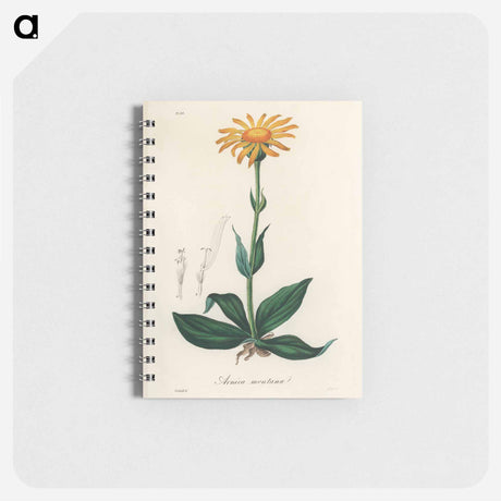 アートメモ帳-Arnica Montana
 - 薬用植物学 Memo.