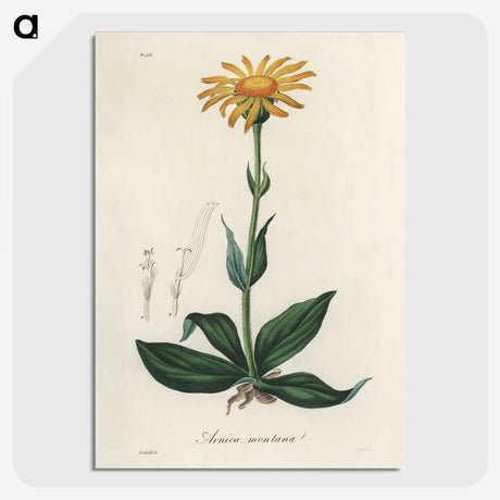 1-32_Medical-Botany_picture-crop