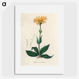 アートポスター-Arnica Montana
 - 薬用植物学 Poster.