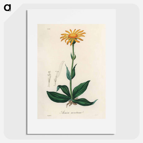 アートポスター-Arnica Montana
 - 薬用植物学 Poster.