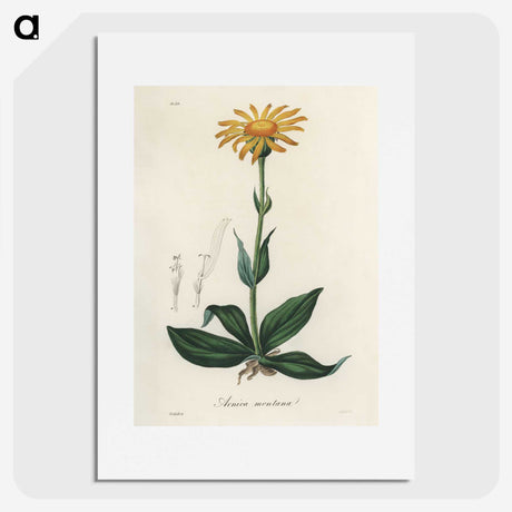 1-32_Medical-Botany_picture