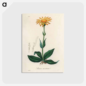アートポストカード-Arnica Montana
 - 薬用植物学 Postcard.
