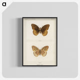 1-32_Moths-and-Butterflies-of-the-United-States_blk-crop