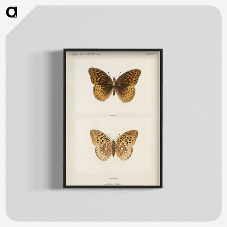 1-32_Moths-and-Butterflies-of-the-United-States_blk-crop