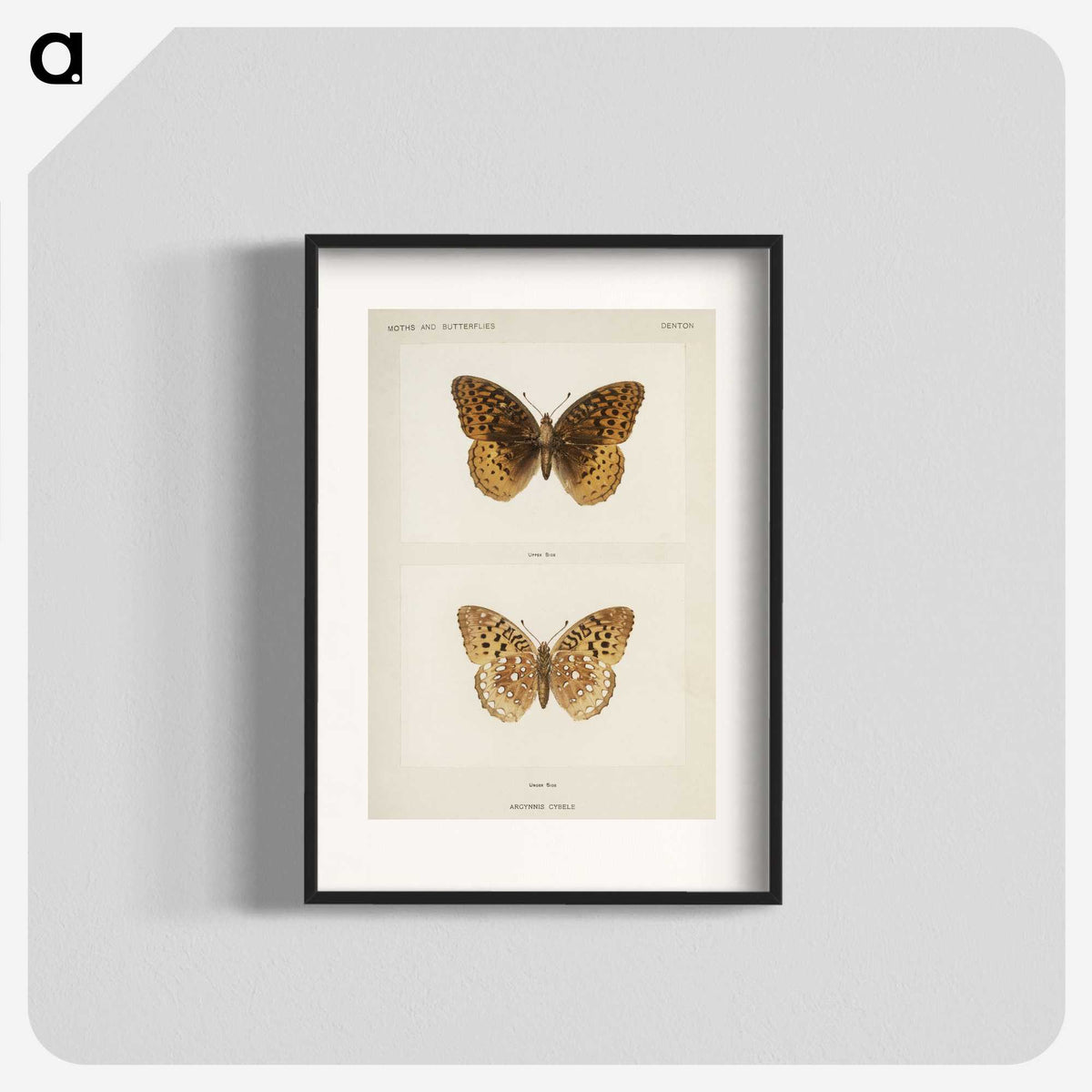 1-32_Moths-and-Butterflies-of-the-United-States_blk