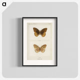 1-32_Moths-and-Butterflies-of-the-United-States_blk