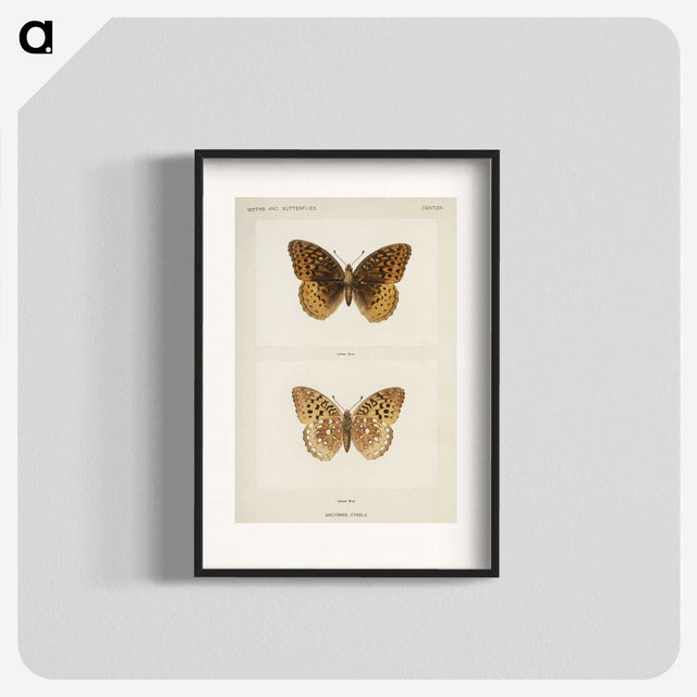 1-32_Moths-and-Butterflies-of-the-United-States_blk