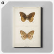 1-32_Moths-and-Butterflies-of-the-United-States_canvas
