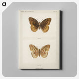 1-32_Moths-and-Butterflies-of-the-United-States_canvas
