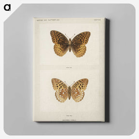 1-32_Moths-and-Butterflies-of-the-United-States_canvas