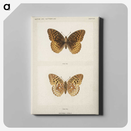1-32_Moths-and-Butterflies-of-the-United-States_canvas