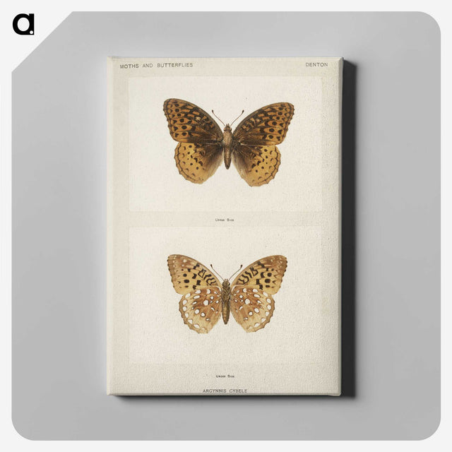 1-32_Moths-and-Butterflies-of-the-United-States_canvas