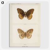 1-32_Moths-and-Butterflies-of-the-United-States_picture-crop