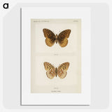 1-32_Moths-and-Butterflies-of-the-United-States_picture
