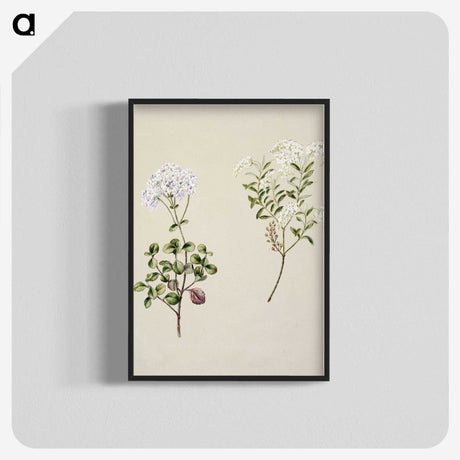 1-32_Native-Flowering-Plants-of-New-Zealand_blk-crop