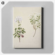 1-32_Native-Flowering-Plants-of-New-Zealand_canvas