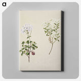 1-32_Native-Flowering-Plants-of-New-Zealand_canvas