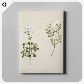 1-32_Native-Flowering-Plants-of-New-Zealand_canvas