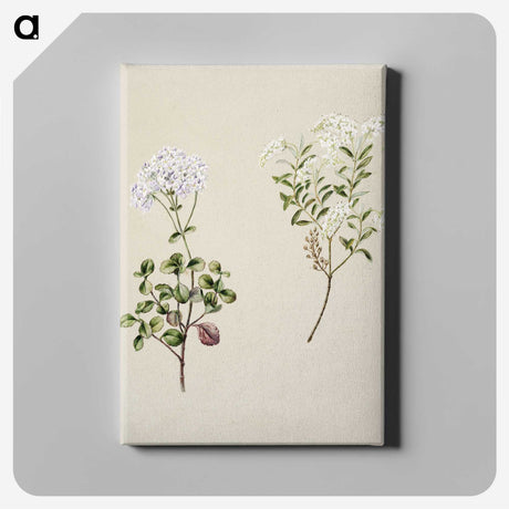 1-32_Native-Flowering-Plants-of-New-Zealand_canvas