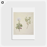 1-32_Native-Flowering-Plants-of-New-Zealand_hagaki