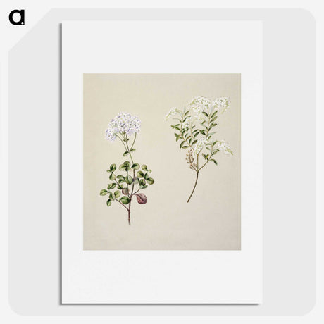 1-32_Native-Flowering-Plants-of-New-Zealand_picture