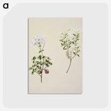 1-32_Native-Flowering-Plants-of-New-Zealand_postcard