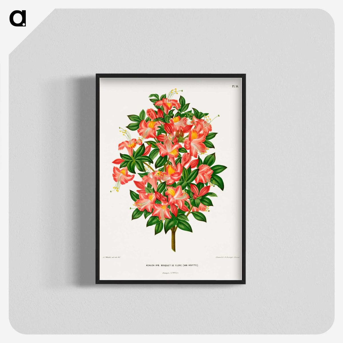 1-32_Nederlandsche-Flora-en-Pomona_blk-crop