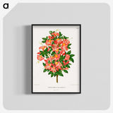 1-32_Nederlandsche-Flora-en-Pomona_blk-crop
