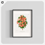 1-32_Nederlandsche-Flora-en-Pomona_blk