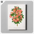 1-32_Nederlandsche-Flora-en-Pomona_canvas