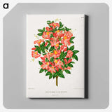 1-32_Nederlandsche-Flora-en-Pomona_canvas