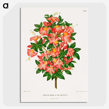 1-32_Nederlandsche-Flora-en-Pomona_picture-crop