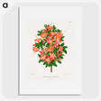 1-32_Nederlandsche-Flora-en-Pomona_picture