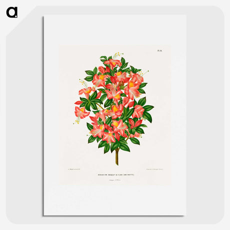 1-32_Nederlandsche-Flora-en-Pomona_picture