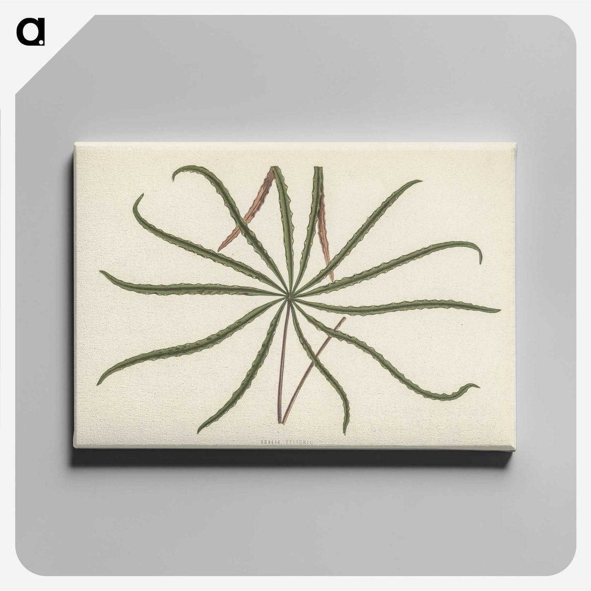 1-32_New-and-Rare-Beautiful-Leaved-Plants_canvas