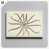 1-32_New-and-Rare-Beautiful-Leaved-Plants_canvas