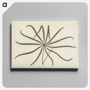 1-32_New-and-Rare-Beautiful-Leaved-Plants_canvas