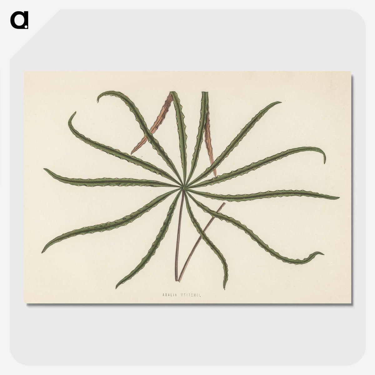 1-32_New-and-Rare-Beautiful-Leaved-Plants_picture-crop