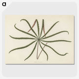 1-32_New-and-Rare-Beautiful-Leaved-Plants_picture-crop