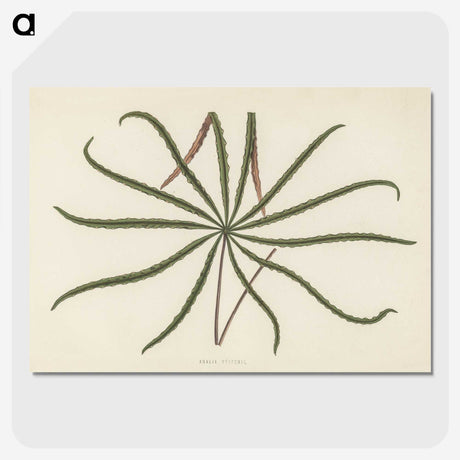 1-32_New-and-Rare-Beautiful-Leaved-Plants_picture-crop