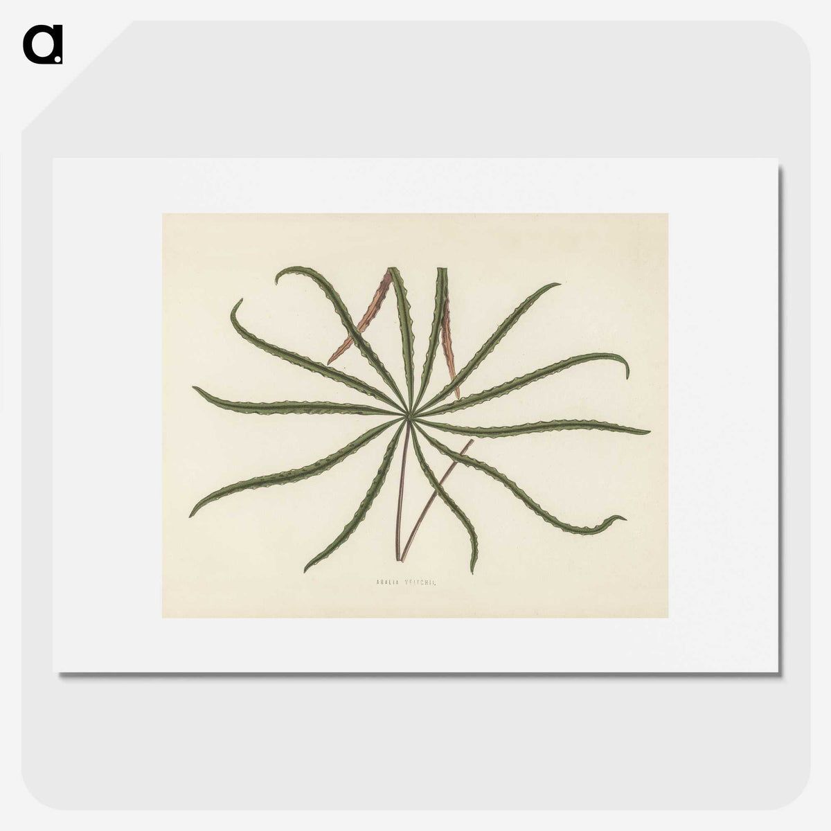 1-32_New-and-Rare-Beautiful-Leaved-Plants_picture