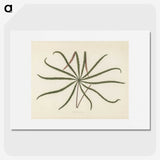 1-32_New-and-Rare-Beautiful-Leaved-Plants_picture