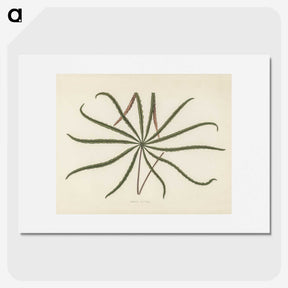 1-32_New-and-Rare-Beautiful-Leaved-Plants_picture