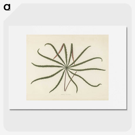 1-32_New-and-Rare-Beautiful-Leaved-Plants_picture