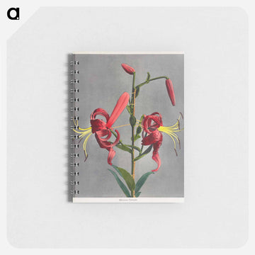 Lily - 小川 一正 Memo.
