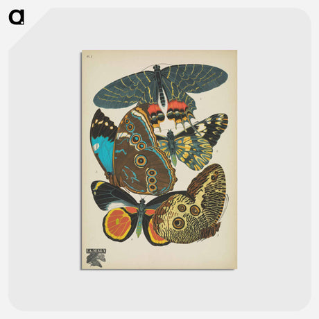 アートポストカード-Vintage Butterflies
 - パピヨン Postcard.